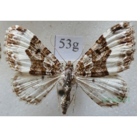 Euphyia unangulata (Haworth, 1809) Paśnik jednozębik Czech53g